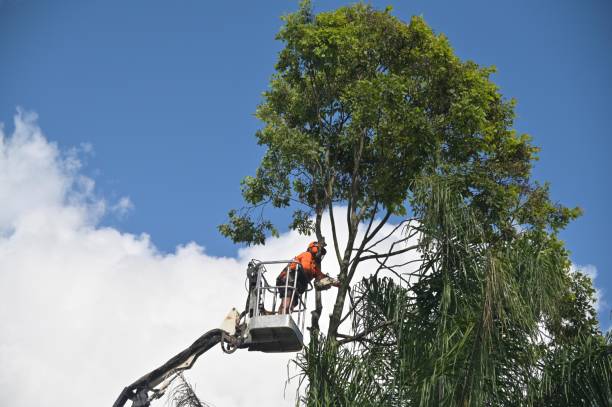 How Our Tree Care Process Works  in  Evansville, WI